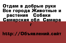 Отдам в добрые руки  - Все города Животные и растения » Собаки   . Самарская обл.,Самара г.